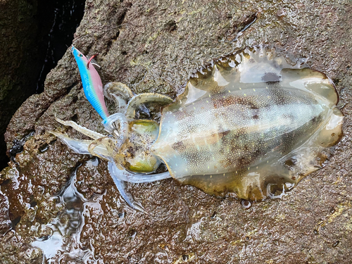 アオリイカの釣果