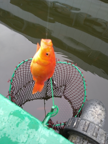 キンギョの釣果