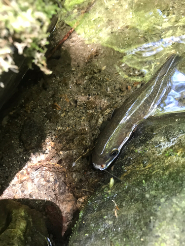 ニッコウイワナの釣果