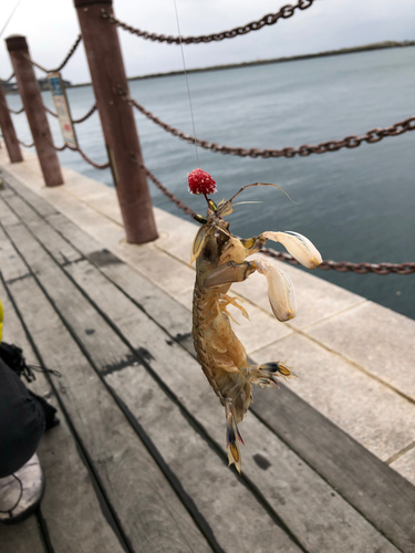 シャコの釣果