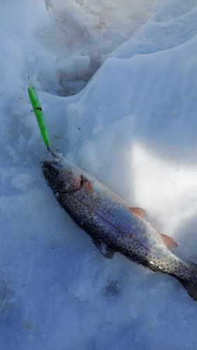 ニジマスの釣果