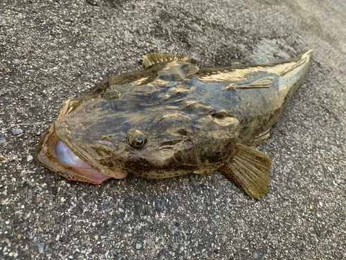 コチの釣果