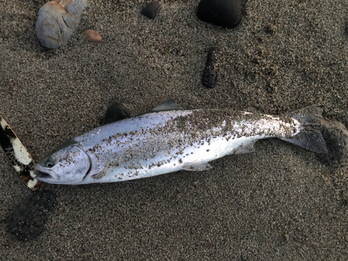 サクラマスの釣果