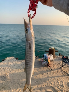 オニカマスの釣果