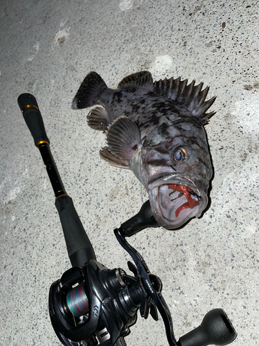 クロソイの釣果