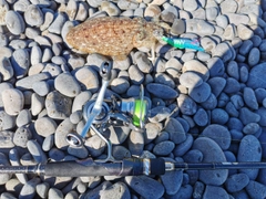 コウイカの釣果