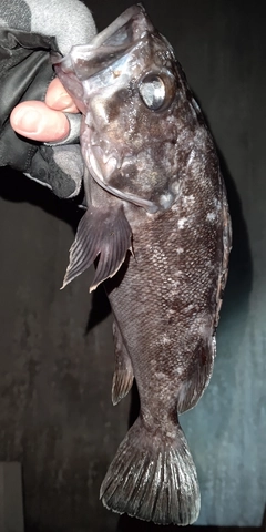 クロソイの釣果