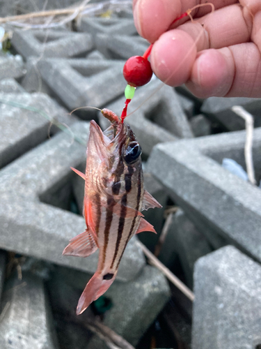 ネンブツダイの釣果