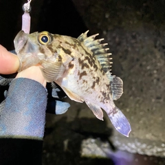 タケノコメバルの釣果