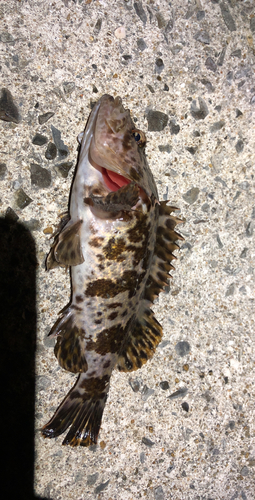 タケノコメバルの釣果