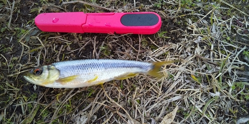 カワムツの釣果