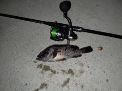 クロソイの釣果