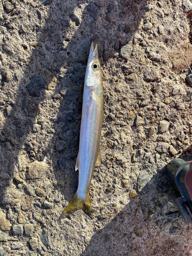 カマスの釣果