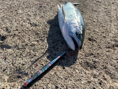 ウミサクラの釣果