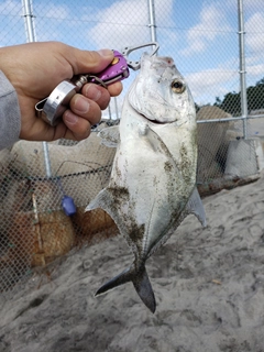 メッキの釣果