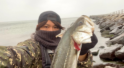 フッコ（マルスズキ）の釣果