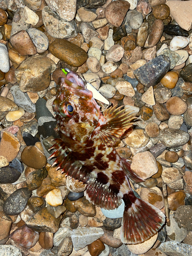 カサゴの釣果