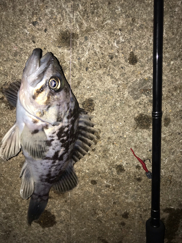 クロソイの釣果