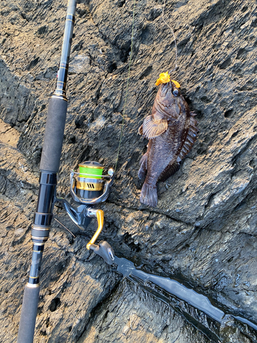 オウゴンムラソイの釣果