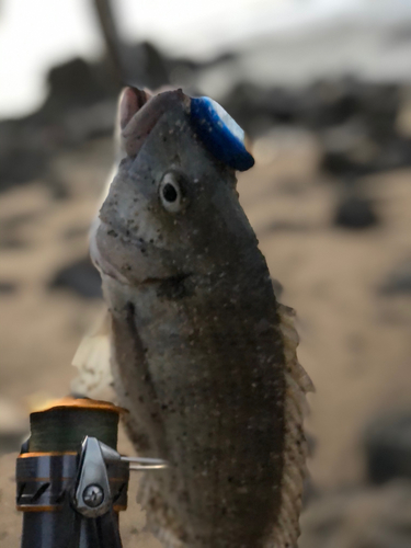 ミナミクロダイの釣果