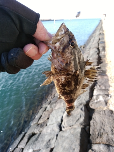 タケノコメバルの釣果