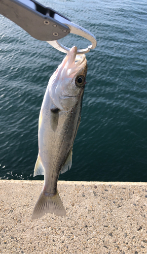 セイゴ（マルスズキ）の釣果