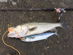 シーバスの釣果