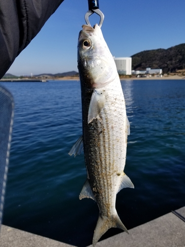 ボラの釣果