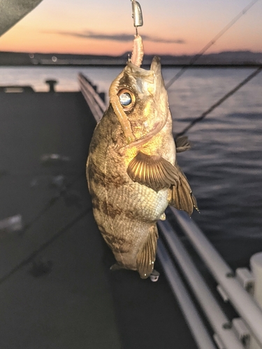 メバルの釣果