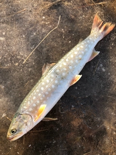 アメマスの釣果