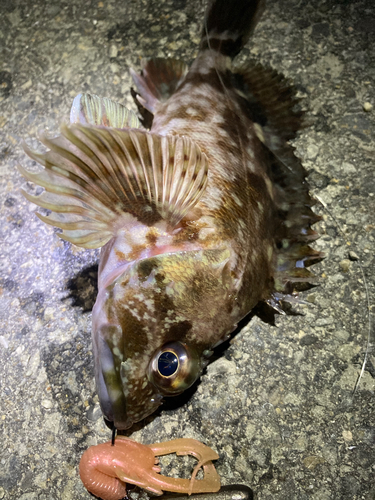 ガシラの釣果