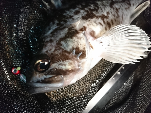 クロソイの釣果