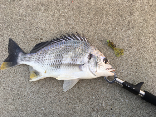 キビレの釣果