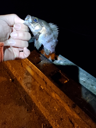 アカメバルの釣果