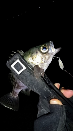 アカメバルの釣果