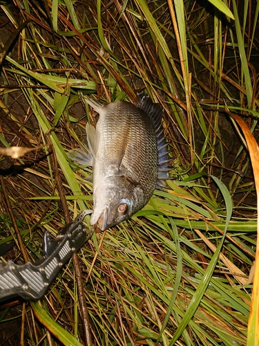 キビレの釣果