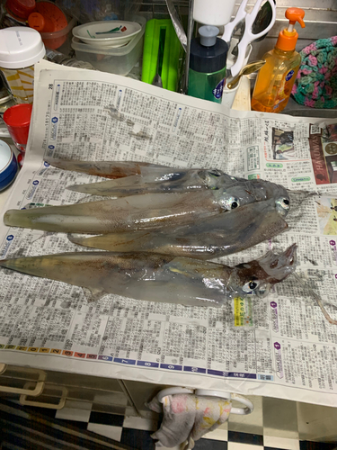 ヤリイカの釣果