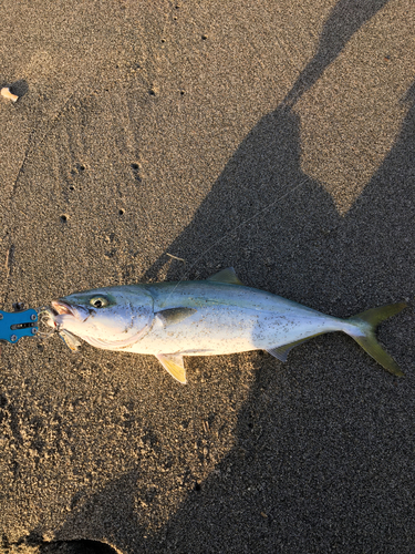 イナダの釣果