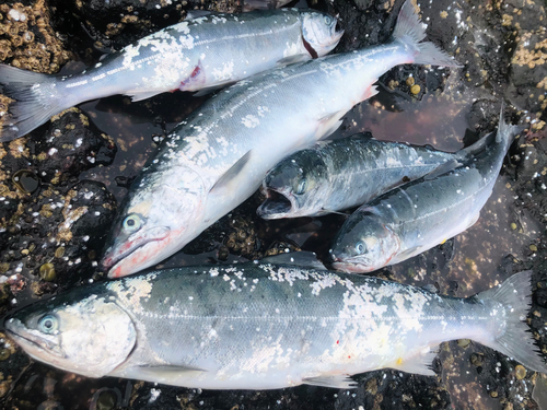 サクラマスの釣果