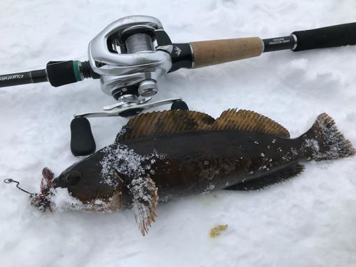 アイナメの釣果