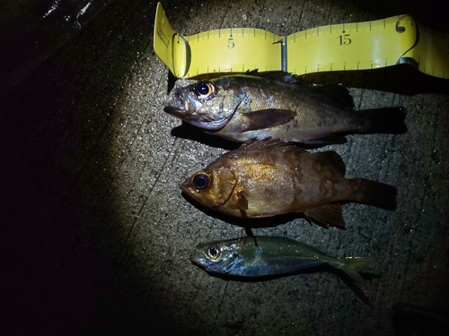 メバルの釣果