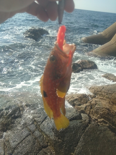 アコウの釣果