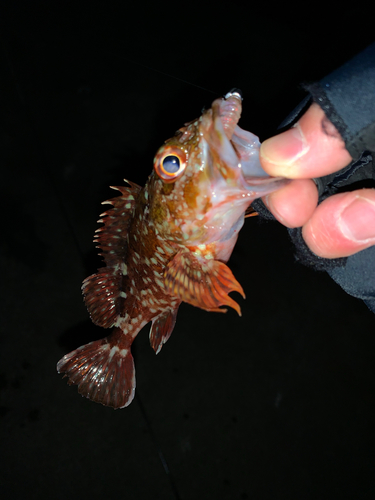 ガガネの釣果