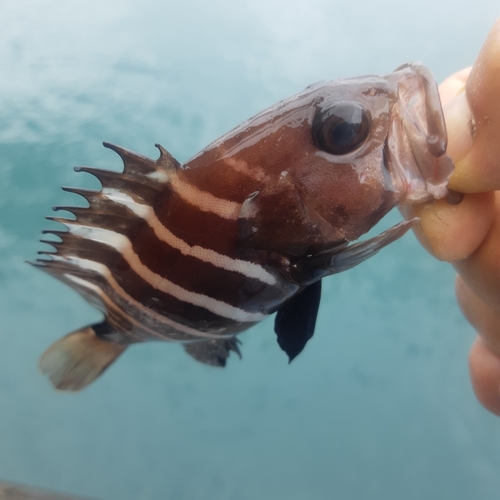 マハタの釣果