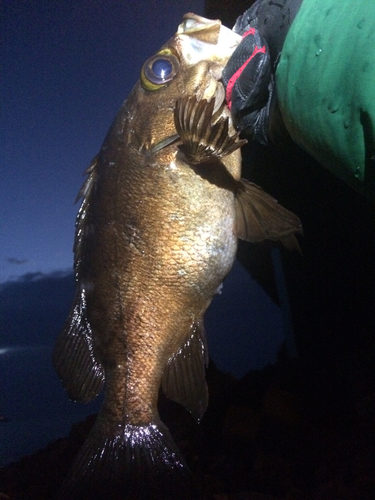 アカメバルの釣果