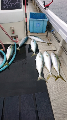 ハマチの釣果