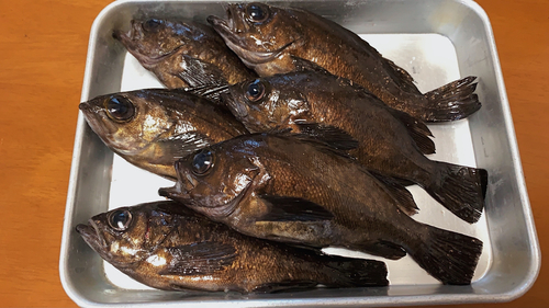 メバルの釣果