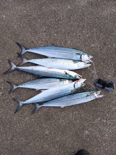 サゴシの釣果