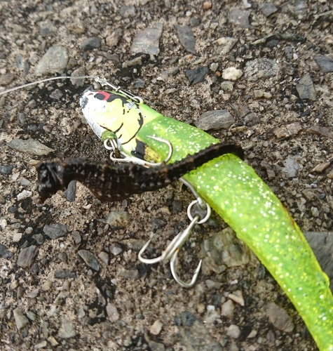 タツノオトシゴの釣果