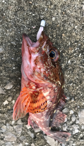 カサゴの釣果